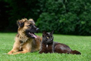 Tierbestattung Merz - Wie soll ein langer, schöner Weg enden? Wir sind Ihr Tierbestatter für Berlin und Brandenburg.